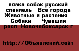 вязка собак русский спаниель - Все города Животные и растения » Собаки   . Чувашия респ.,Новочебоксарск г.